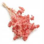 Enchanted Szárított cickafark (Achillea) Rózsaszín (KRWAWNIK ROZOWY IT)