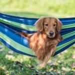  Kültéri függőágy 1 fő részére, strapabíró vászon anyag, 200 k teherbírás (385926)