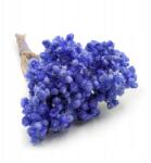 Enchanted Szárított olasz macskagyökér (Helichrysum italicum) Levendula (KOCANKA WLOSKA LAWENDOWA)