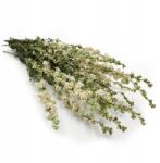 Enchanted Szárított szarkaláb (Delphinium) Fehér (OSTROZKA BIALA)