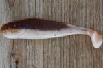 Realistic Shad Gumi Realistic Shad Matusiak Jazgarz 7cm No. 002 (J7 002)