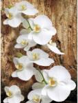 DEGRETS Fotótapéta DEGRETS 83339 Orchidea 3D, 254x184cm (83339)