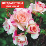 Kordes® Роза Rosenstadt Freising® - Kordes®