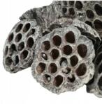Luk Lótuszvirág, szárított, 6-8cm, fehérített, dekorációhoz (HURT-2023)