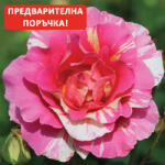 Delbard® Роза Claude Monet® - (Delbard)