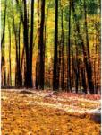 DEGRETS Fotótapéta DEGRETS 83353 Őszi erdő 2, 254x184cm (83353)