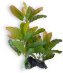 Pannon Pet Műnövény dekor 144 (PN39144)