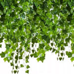  Artificial ivy - garland 25.2m Gardlov 19735