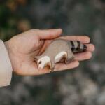 Holztiger - Mosómedve fajáték