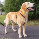 PetSafe 3 in 1 Harness and Car Restraint kutyahám " L"