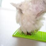 LickiMat Buddy nyalószőnyeg kutyáknak - rózsaszín