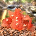 Rasco PREMIUM csirke karikák sajttal 230 g