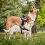 PET NOVA Rescue kutyahám M 55 - 65 cm, terepszínű