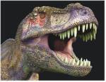  3D mágnes t-rex fej 9x7cm