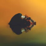 MOJO JUJU Oro, Plata, Mata