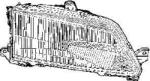 VAN WEZEL Far VAN WEZEL 4036942 (4036942)