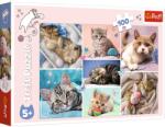 Trefl In lumea pisicilor 100 piese Puzzle