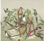 Rasch Fototapet vlies Rasch Curiosity Birds bej/verde 318x300 cm (543520)