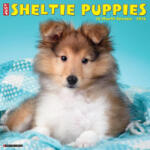 Willow Creek Press Sheltie Puppies 2026 12 X 12 Wall Calendar | Willow Creek Press