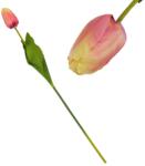  Szálas tulipán magenta - sárga