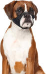 Duvo Plus Safety Dog Muzzle XXL - Регулируем намордник за кучета , 61-83 см