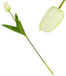  Szálas tulipán krém - papelito