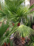  Chamaerops humilis mag - 5 db/csomag (LOTS-PA-003)
