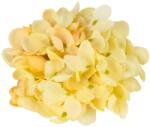  Hortenzia virágfej 10cm krém - kosarbolt