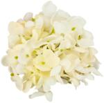  Hortenzia virágfej 10cm fehér - kosarbolt