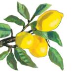 PPD Lemon Musée white papírszalvéta 25x25cm, 20db-os