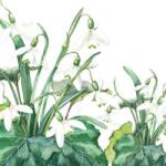 Ambiente Snowdrops papírszalvéta 33x33cm, 20db-os
