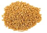 Kertimag Seminte de MUSTAR, 1 kg, KERTIMAG (HCTG01433)