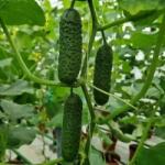 HEKTAR Seminte Castraveti Cornison TISA F1, Hektar - 100 seminte, Hibrid partenocarpic timpuriu (PR-104109)