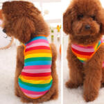  Kutyaruha - Szivárvány csíkos, nyári kutyatrikó - M