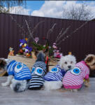  Kutyaruha - Cuki, csíkos kutyatrikó szemekkel - többféle színben - XS - lila