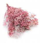 Enchanted Prémium stabilizált gipszkarton (gypsophila) Éles rózsaszín (GIPS HOT PINK)