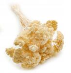 Enchanted Szárított cickafark (Achillea) Fehérített (KRWAWNIK BIELONY IT)