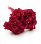 Enchanted Szárított olasz macskagyökér (Helichrysum italicum) Piros (KOCANKA WLOSKA CZERWONA)