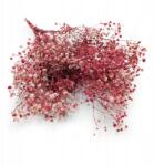 Enchanted Prémium stabilizált gipszkarton (gypsophila) Cseresznye (GIPS CHERRY)