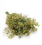 Enchanted Prémium stabilizált gipszkarton (gypsophila) Világos menta (GIPS MINT GREEN)