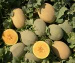 HEKTAR Seminte Pepene galben Silvania F1- 50 sem, HEKTAR SEEDS (HCTG02046)