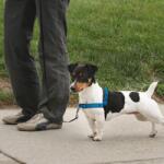 PetSafe EasyWalk Deluxe húzásgátló hám - S, kék (PF-EW-HD-S-OCN)