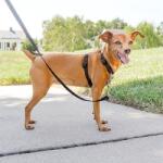 PetSafe 3 in 1 Harness and Car Restraint kutyahám " XS" (PF-3IN1-XS-BLK-19)