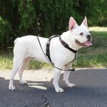 PetSafe 3 in 1 Harness and Car Restraint kutyahám " S" (PF-3IN1-S-BLK-19)