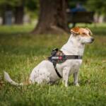 PET NOVA Rescue kutyahám XS 30 - 40 cm, terepszínű