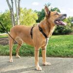 PetSafe 3 in 1 Harness and Car Restraint kutyahám " M" (PF-3IN1-M-BLK-19)