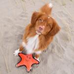 Beco Pets Beco Rough and Tough kutyajáték - Csillag Sindy, M