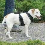 PetSafe Kutyahám EasySport „S, kék (PF-ESPH-S-BL-19)