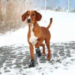 TRIXIE Kutyacipő - WALKER ACTIVE, 2 db, L (PF-19465)