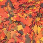 Tropical haleledel pelyhek 1000 g (70407)